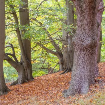 Beech Wood Near Birchmere Scout Campsite